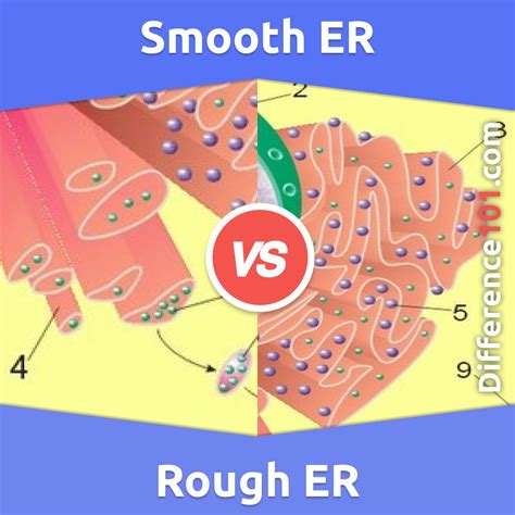 difference between rough and smooth er